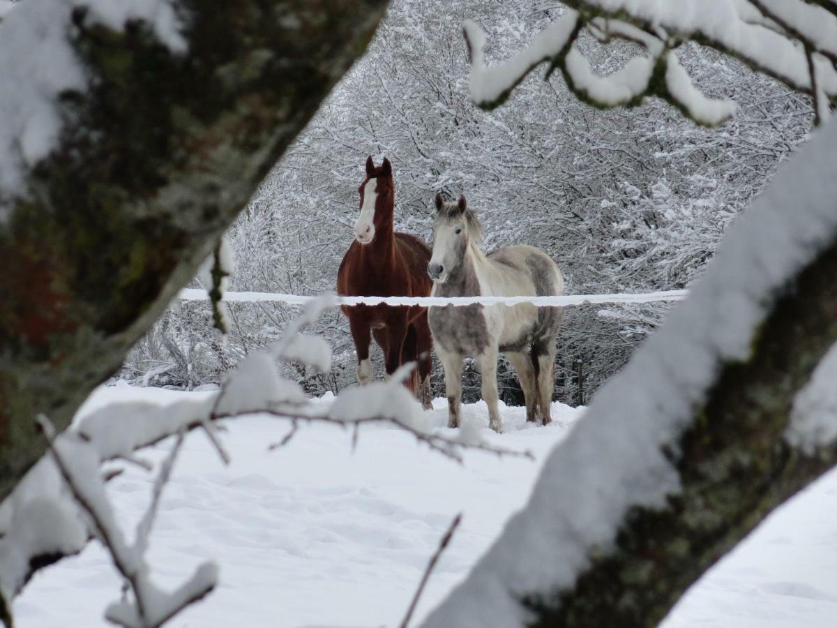 Le Heron Houffalize Dış mekan fotoğraf